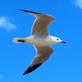 Dunes de la Marina Flight StudieS