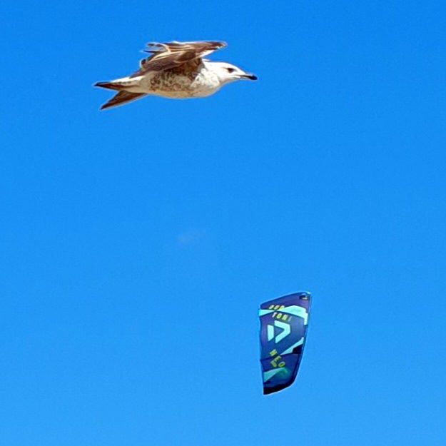Dunes de la Marina FlightKite ImpressionS
