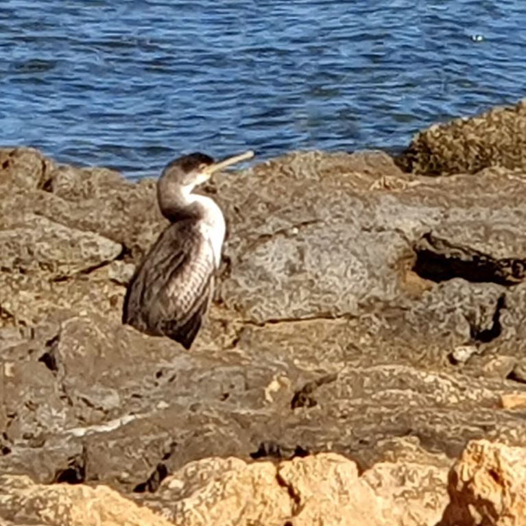 Cormorant checks the surroundingS
