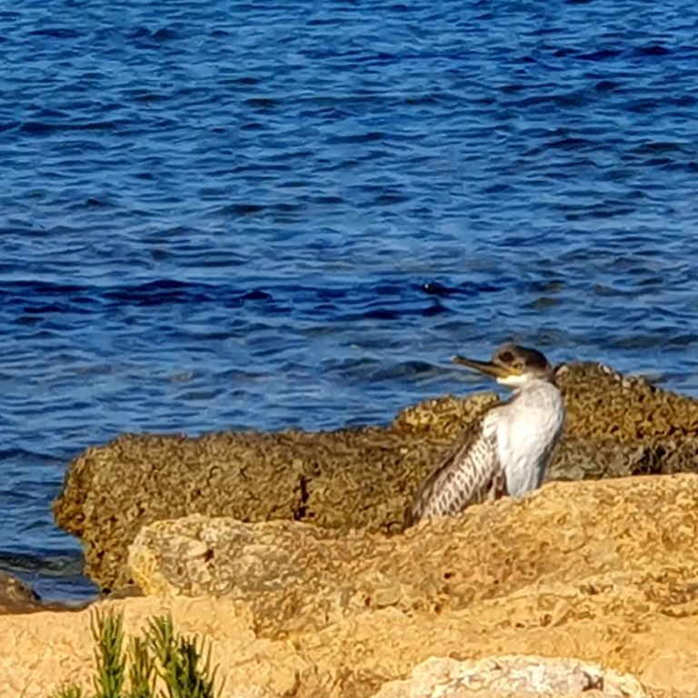 Cormorant checks the surroundingS