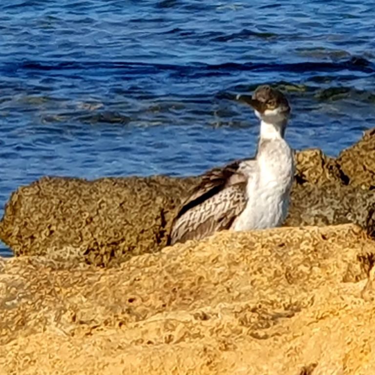 Cormorant checks the surroundingS