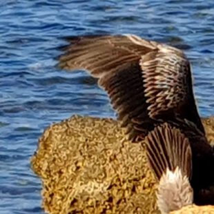 Cormorant stretches its WingS