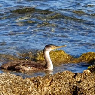 Cormorant Main Occupation - Swimming, Diving, Hunting