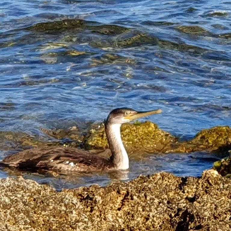 Cormorant Main Occupation - Swimming, Diving, Hunting