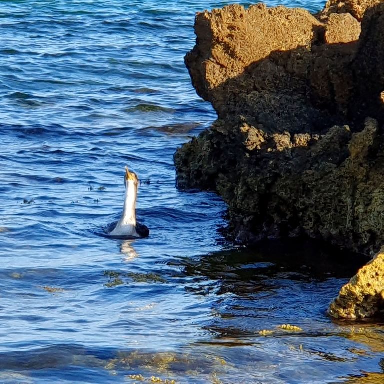 Cormorant Main Occupation - Swimming, Diving, Hunting