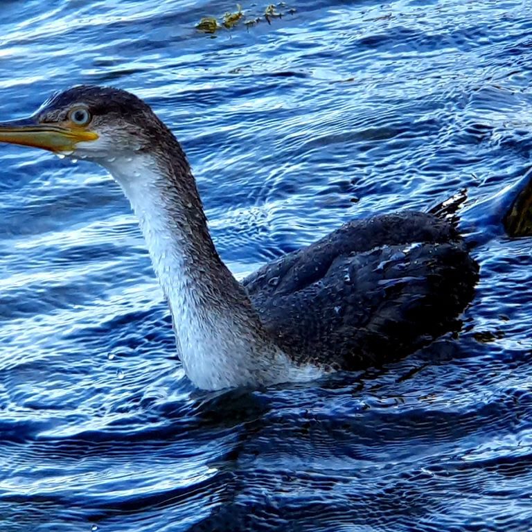 Cormorant at a Distance of 2 meters - or did he discovered Me after alL ?