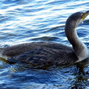 Cormorant at a Distance of 2 meters without being noticed by him - that´s why these pictures are so special for mE