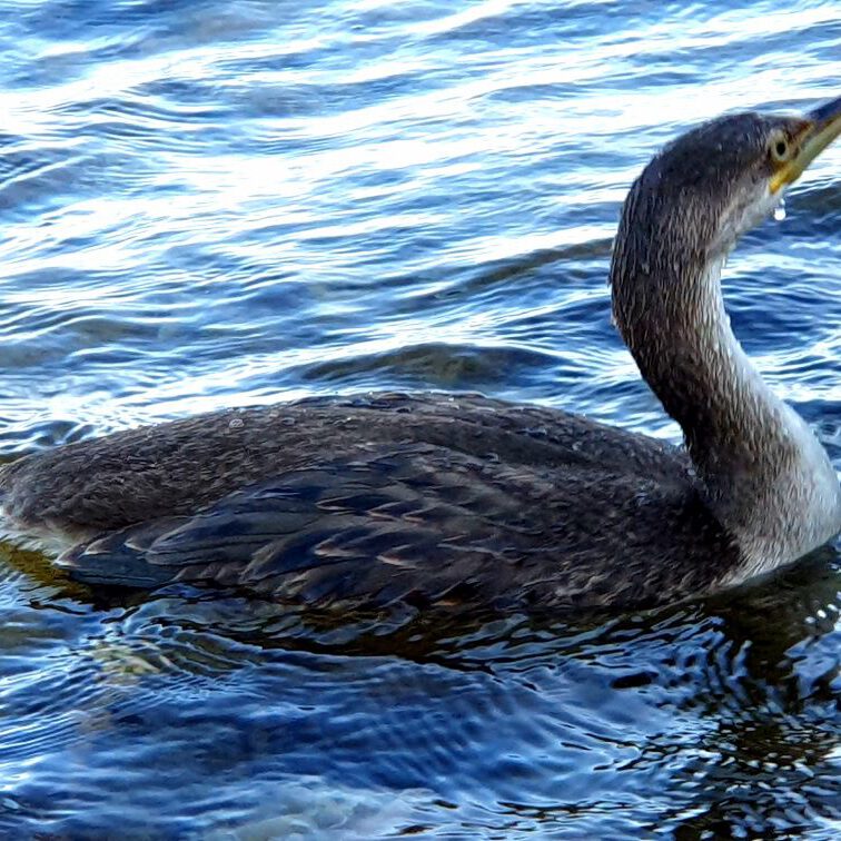 Cormorant at a Distance of 2 meters without being noticed by him - that´s why these pictures are so special for mE