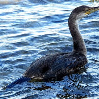 Cormorant at a Distance of 2 meters without being noticed by him - that´s why these pictures are so special for mE