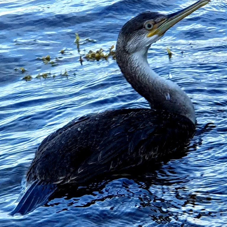 Cormorant - Or did he discovered Me after alL ?
