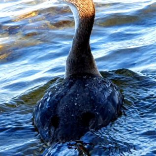 Cormorant at a Distance of 2 meters without being noticed by him - that´s why these pictures are so special for mE
