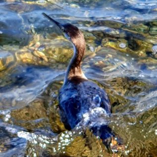 Cormorant discovered Me and fleD