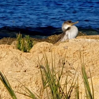 Cormorant takes a nap between the RockS