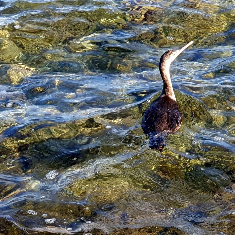 Cormorant discovered Me and fleD